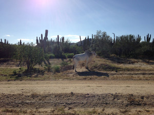 brahma by the side of the road