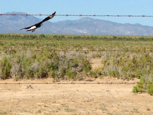 Caracara in flight
